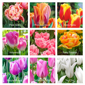 Mystery Tulip Bulb Garden