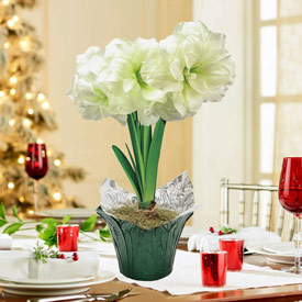 Alfresco Amaryllis