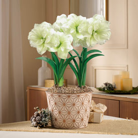 Alfresco Amaryllis