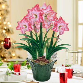 Blossom Peacock Amaryllis in Foil Wrapped Pot