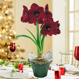 Colossal Benfica Amaryllis in Foil Wrapped Pot