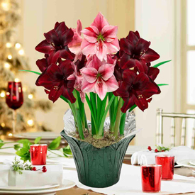 Benfica And Gervase Amaryllis Trio In Foil Wrapped Pot