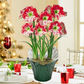 Flamenco Queen Amaryllis in Foil Wrapped Pot