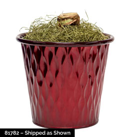Jumbo Single Amaryllis in Red Pot