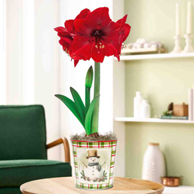 Snowman Smiles Amaryllis