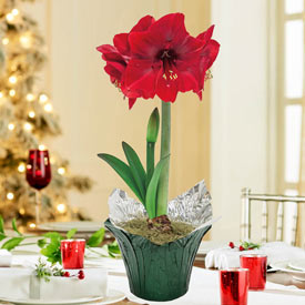 Miracle Amaryllis in Foil Wrapped Pot