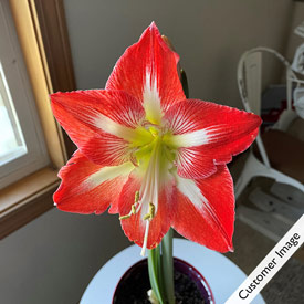 Stargazer Amaryllis Single & Triple