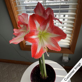 Stargazer Amaryllis Single & Triple