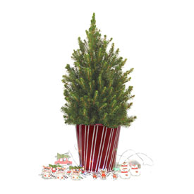 Holiday Legends Potted Spruce Tree