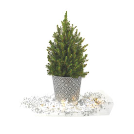 Festive Shapes Potted Spruce Tree