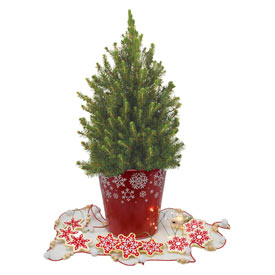 Spirited Gnomes Potted Spruce Tree