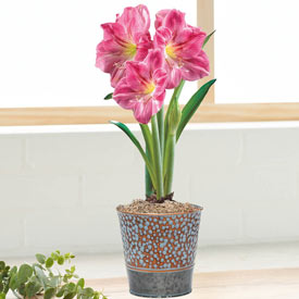 Candy Floss Amaryllis in Dimpled Metal Pot