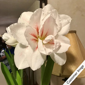 Elvas Amaryllis Single & Duo