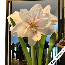 Elvas Amaryllis Single & Duo