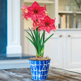 Adele Amaryllis in Abstract Blue Pot