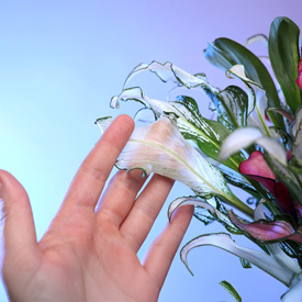 Frozen Queen Calla Lily