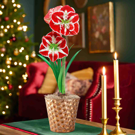 Yuletide Glow Amaryllis