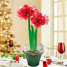 Double Dream Amaryllis in Foil Wrapped Pot