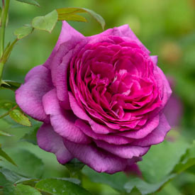 Sweet Madame Blue<sup>™</sup> Floribunda Rose - 3 Gallon Pot