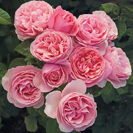 All Dressed Up<sup>™</sup> Grandiflora Rose - 3 Gallon Pot