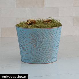 Exposure Amaryllis in Blue Botanics Pot