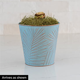 Exposure Amaryllis in Blue Botanics Pot