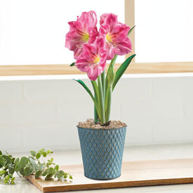 Candy Floss Amaryllis Single in Blue Diamonds Pot 