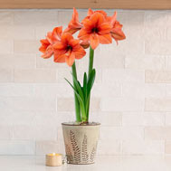 Desire Amaryllis Single in Fancy Fronds Pot 