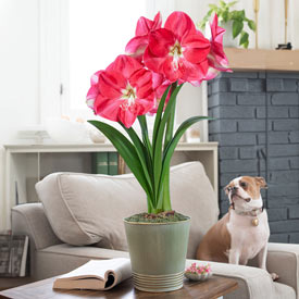 Candy Queen Amaryllis Single 