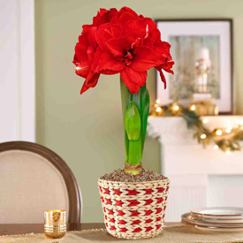 Cherished Moments Amaryllis