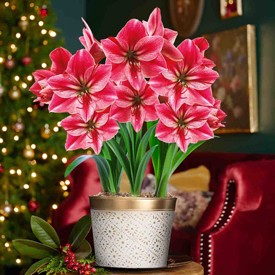 24-Karat Christmas Gervase Amaryllis Triple