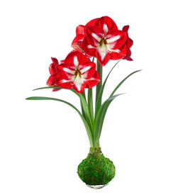 Jumbo Waxed Amaryllis