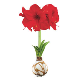 Jumbo Waxed Amaryllis