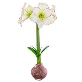 Jumbo Waxed Amaryllis