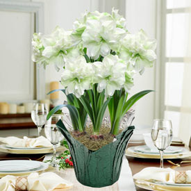 Marilyn Amaryllis in Foil Wrapped Pot