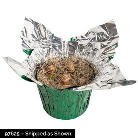 Double Marilyn  Amaryllis in Foil Wrapped Pot