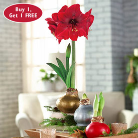 Waxed Amaryllis