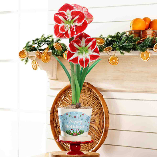 Samba Amaryllis in White Forever Pot