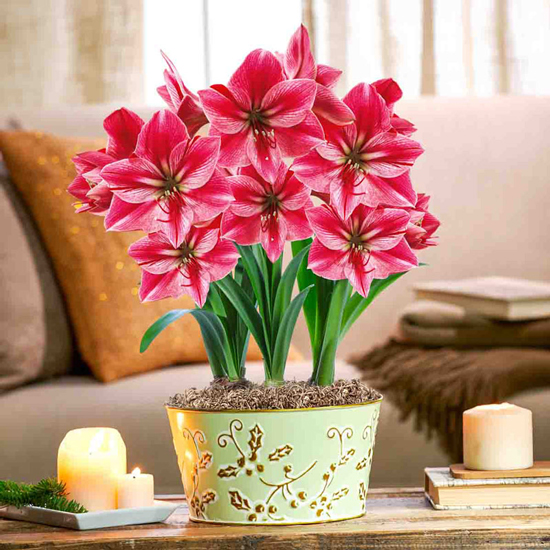 Gervase Amaryllis Triple in Holly Poy