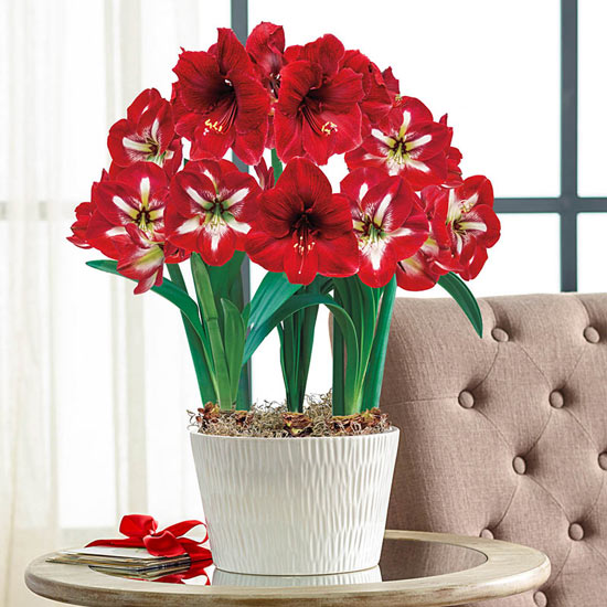 Red-and-White Delight Amaryllis Trio