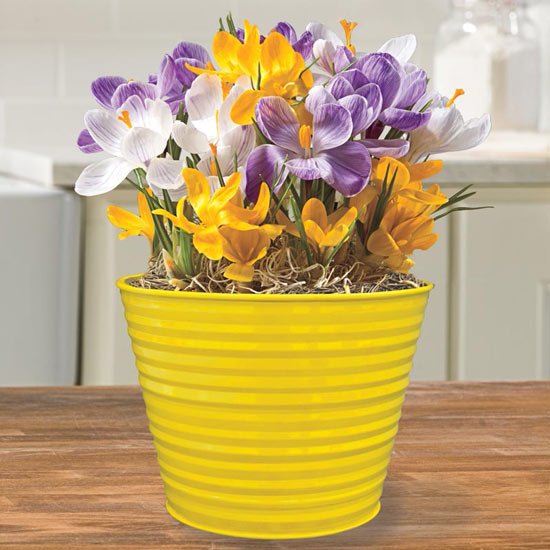 January Plant of the Month — Mixed Crocus