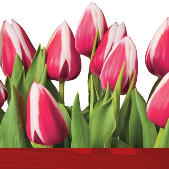 February Plant of the Month — Red and White Tulips