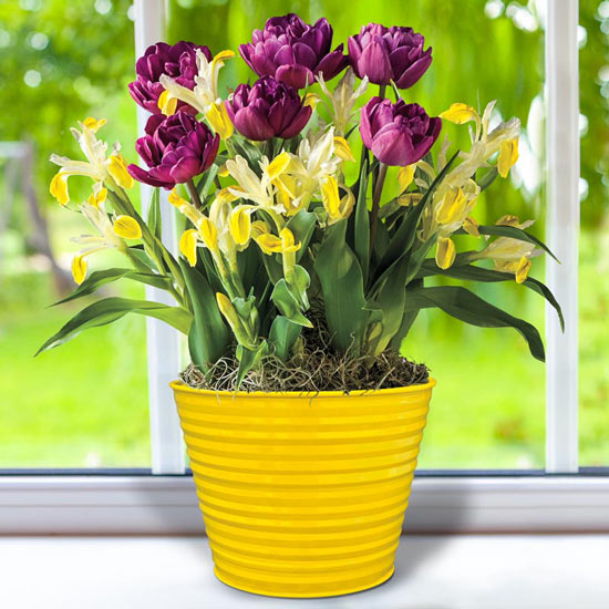 April Bulb Garden of the Month - Tulips and Iris