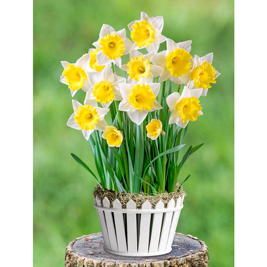 Daffodil Delight Bulb Garden