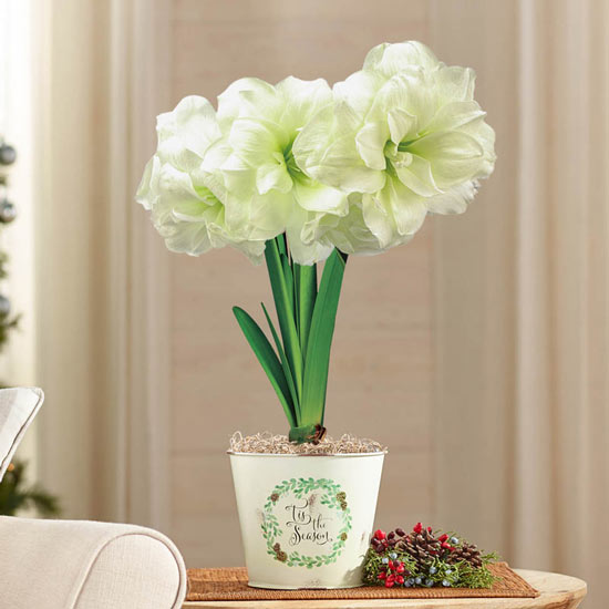 Alfresco Amaryllis in Decked Out Pail 