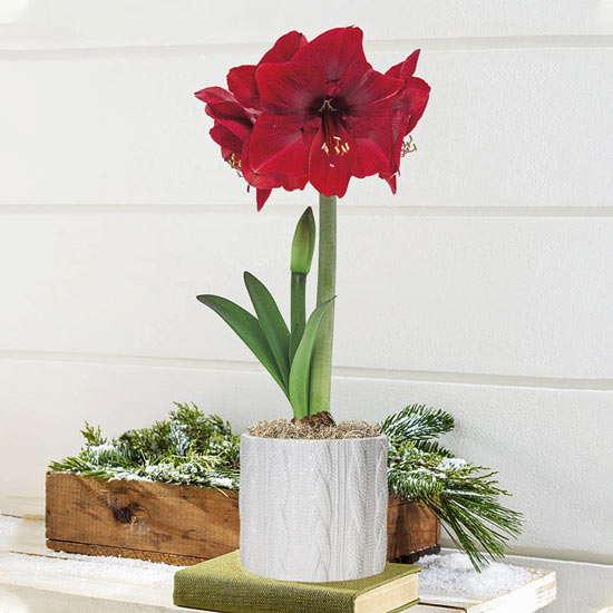 Miracle Amaryllis In Cable Knit Pot