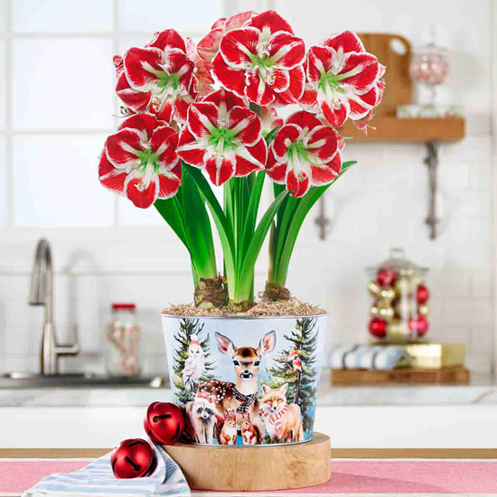 Woodland Gathering Amaryllis