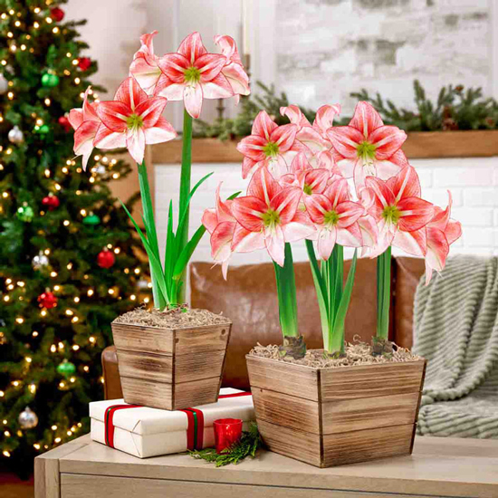 Woodland Noel Amaryllis