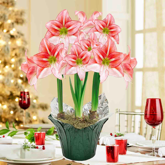 Just Smile Amaryllis Triple In Foil Wrapped Pot