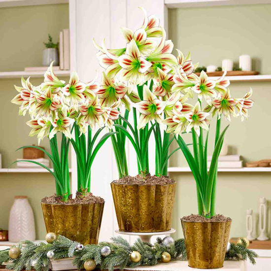 Royal Beauty Amaryllis